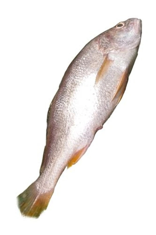 Bhola Bhetki - Ring Cut (250gm Pack) - No head, may contain tail