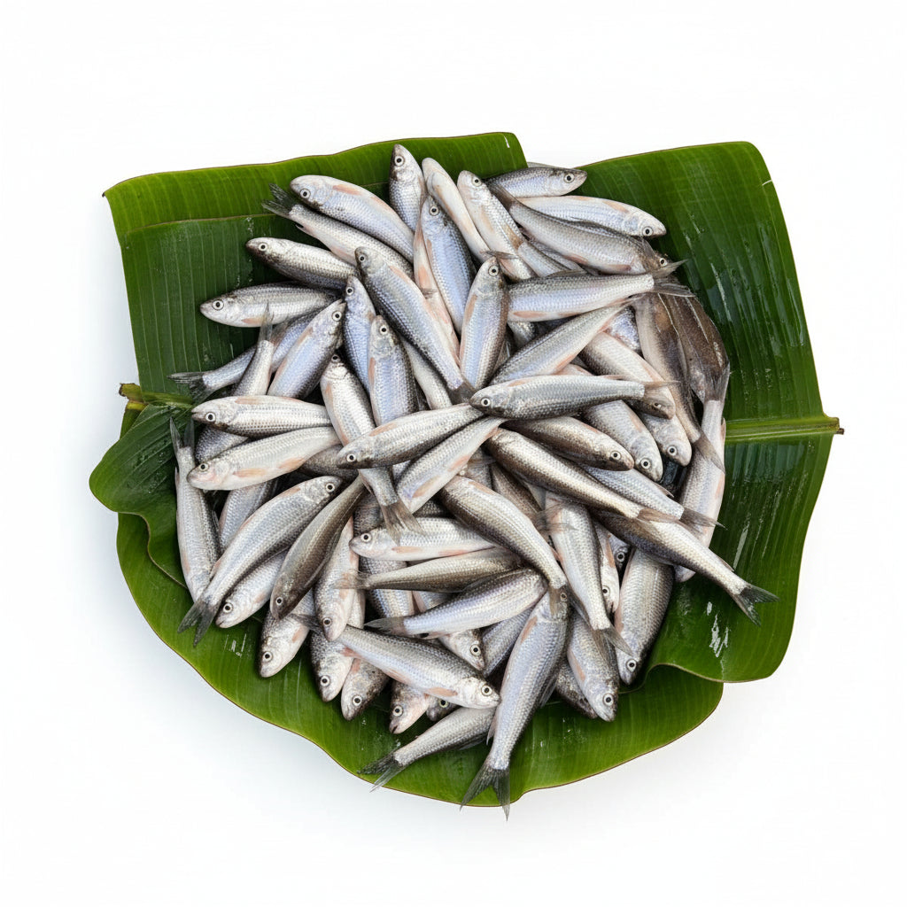 Kolkata Bata Fish (Medium) – Cleaned (220-240 gm) - Gross Wt.