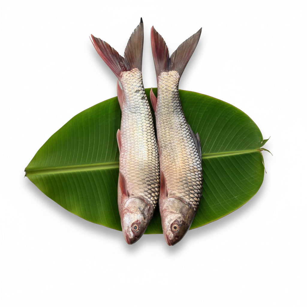 Bilashpur River Rui (Whole 1 - 1.2kg) - Cut & Cleaned (Ring Piece Cut)