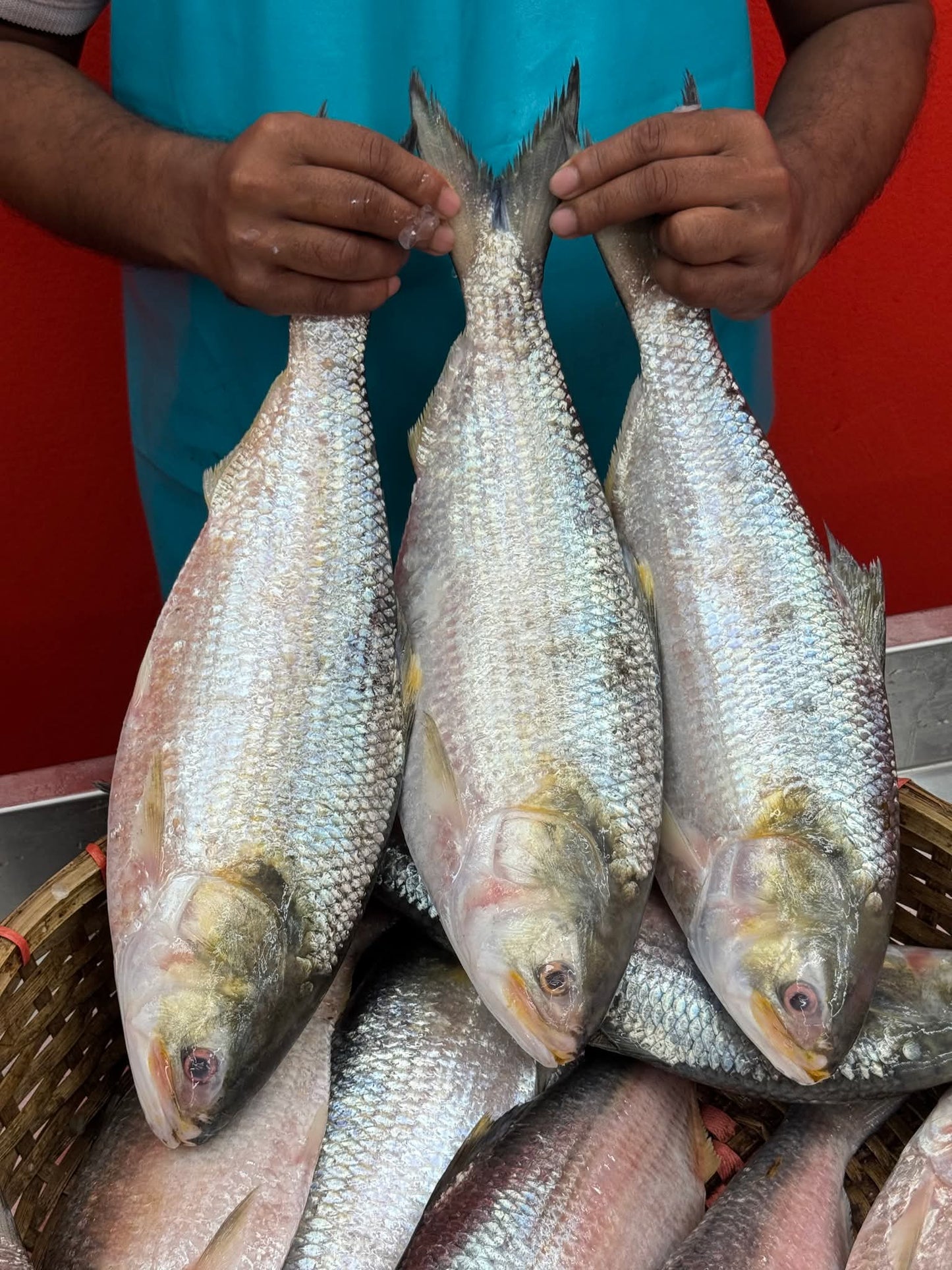 Padma River Rupali Hilsa (1-1.5 Kg) -(250-290 GM ) net wt -Ring Pc-No head and Tail