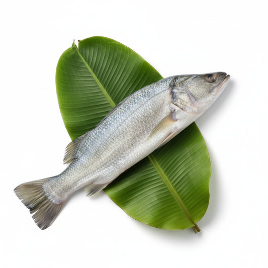 Basirhat Bhetki Big (3Kg Fish) -  Ring Pieces - 250 gm Net wt. - No Head (May contain Tail)