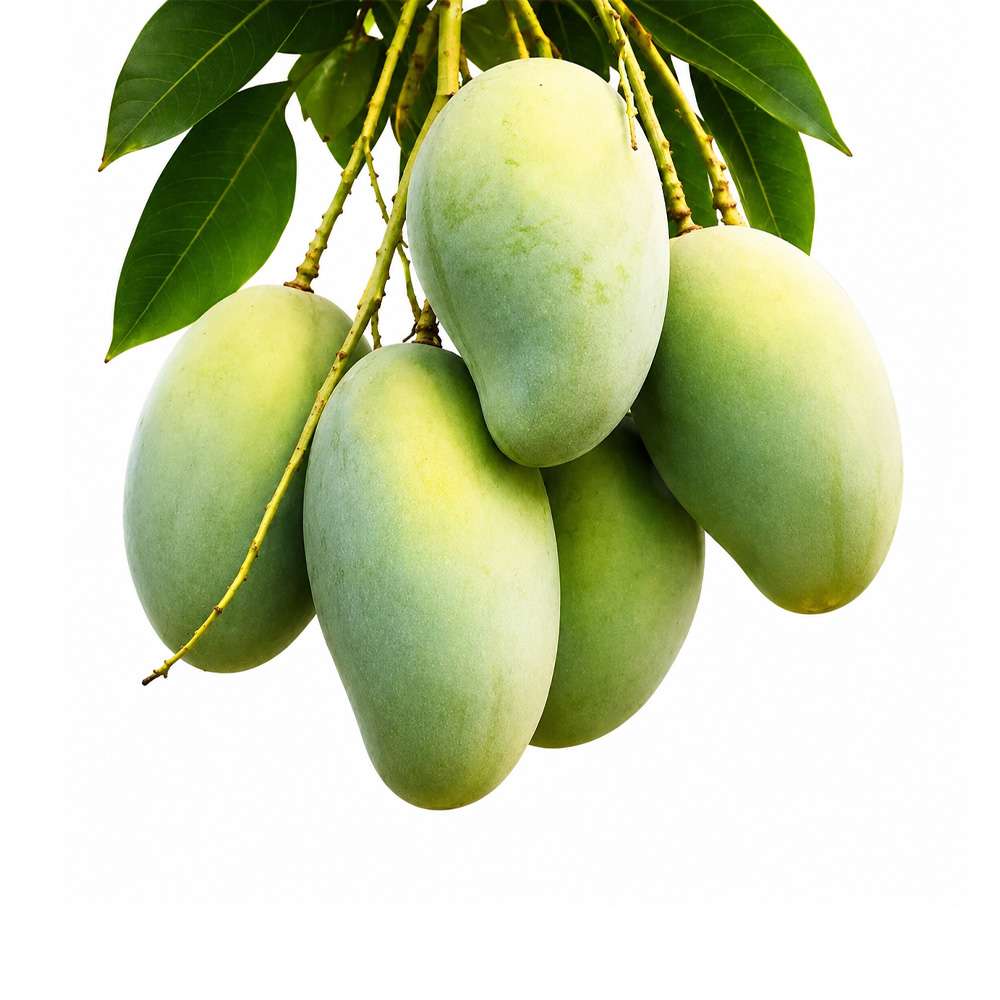 Amrapali - (920 -1 Kg ) Pack