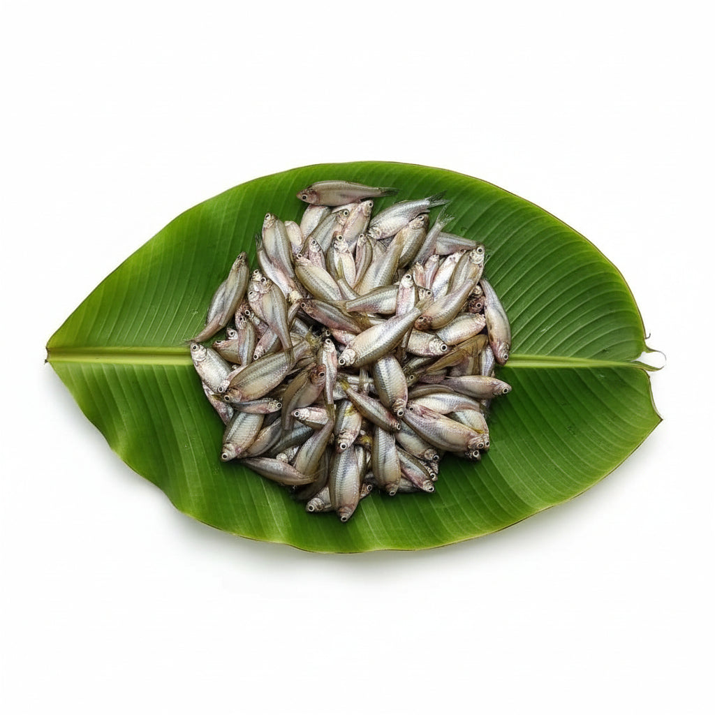 Bengal Pond Mourola - Uncut - Net Weight -  150 Gm