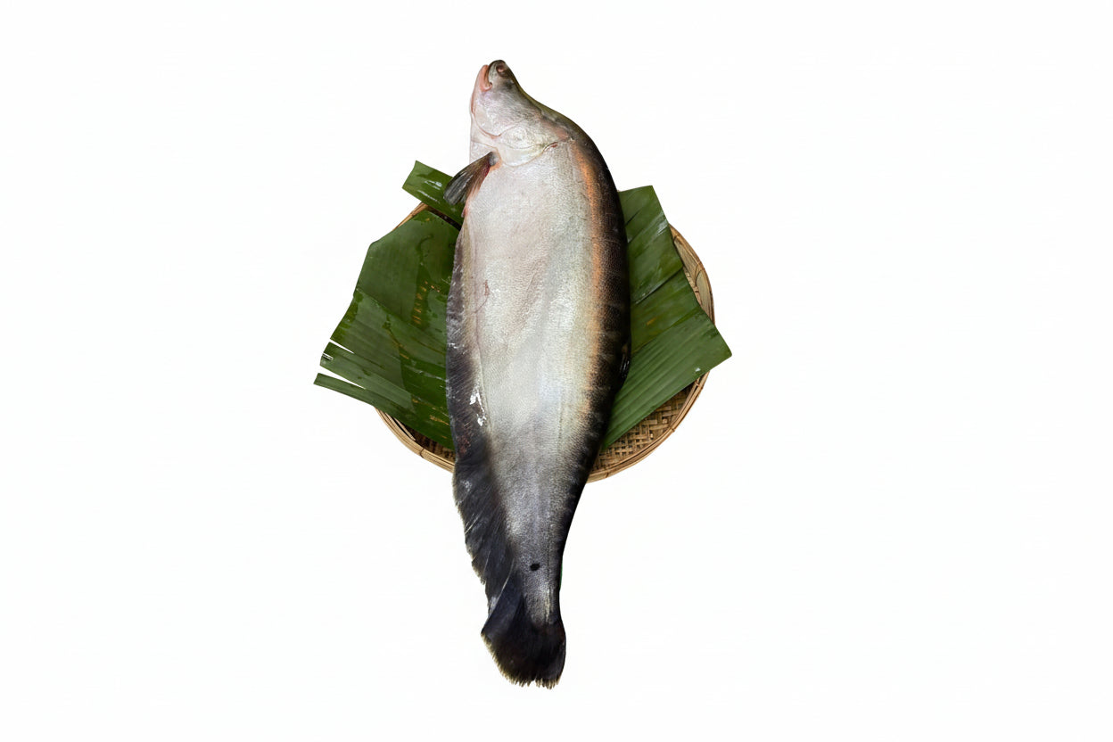 Chitol Gada - (360-400 Gm)-GADA CUT