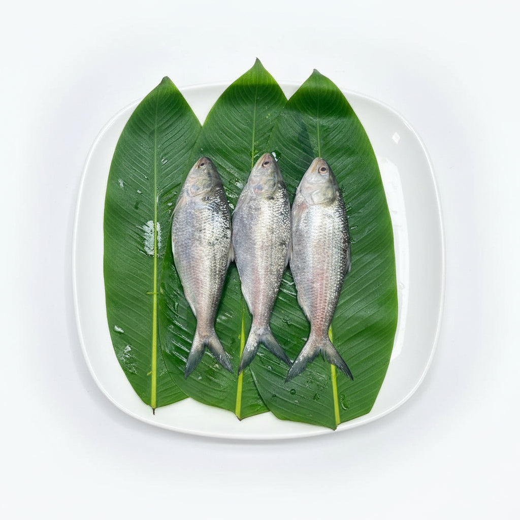 Hilsa Small Whole Ring Pieces - (600 - 700g)